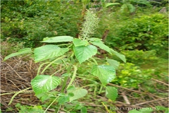 Acalypha paniculata